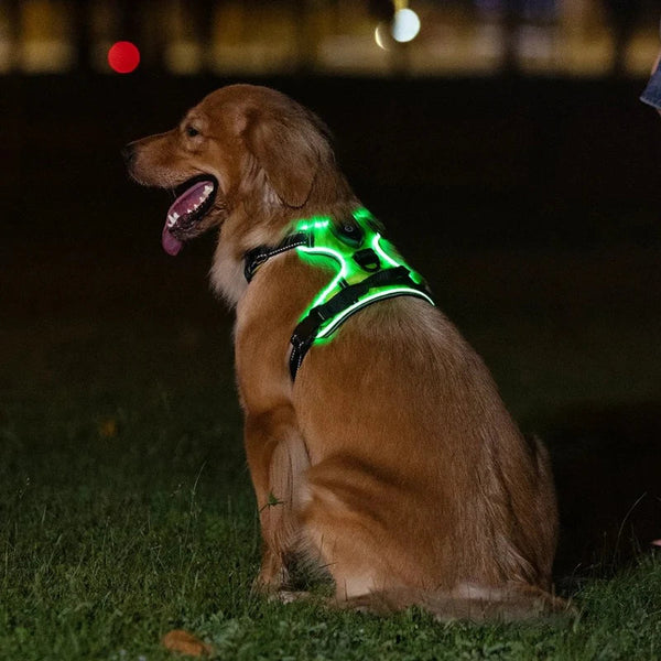 50% OFF TEMPORÄR  GloLeash™
