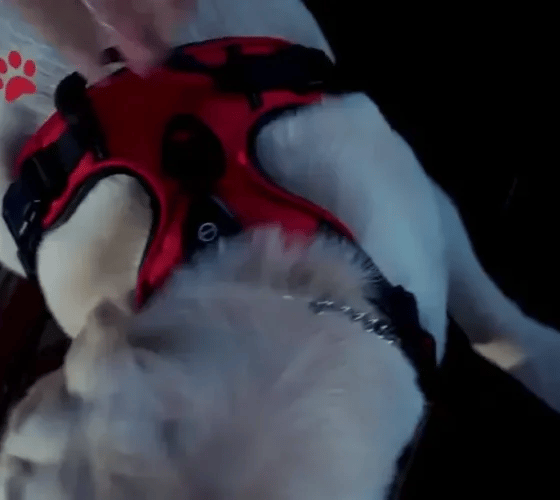 50% OFF TEMPORÄR  GloLeash™
