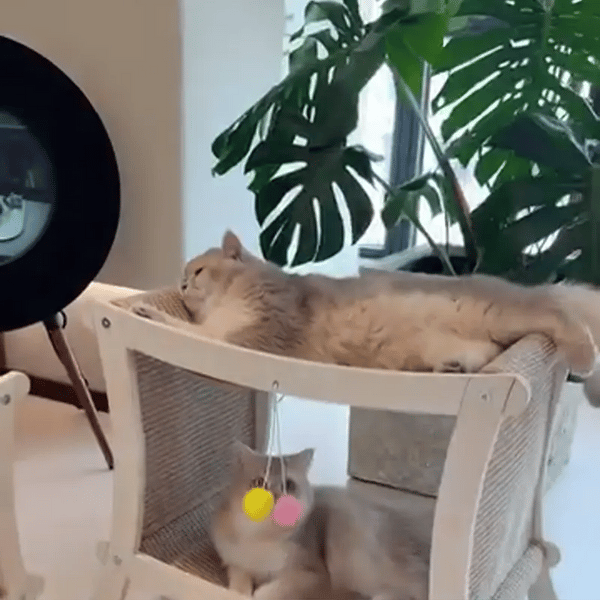 50% OFF TEMPORÄR  PawVilla™