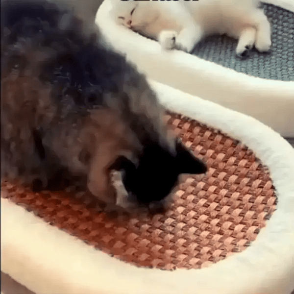 50% OFF TEMPORÄR  ScratchNest™