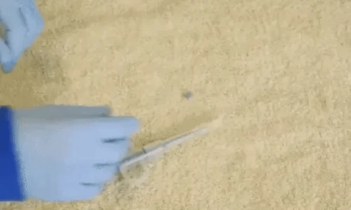 1 + 1 GRATIS HEUTE  PawPiller™