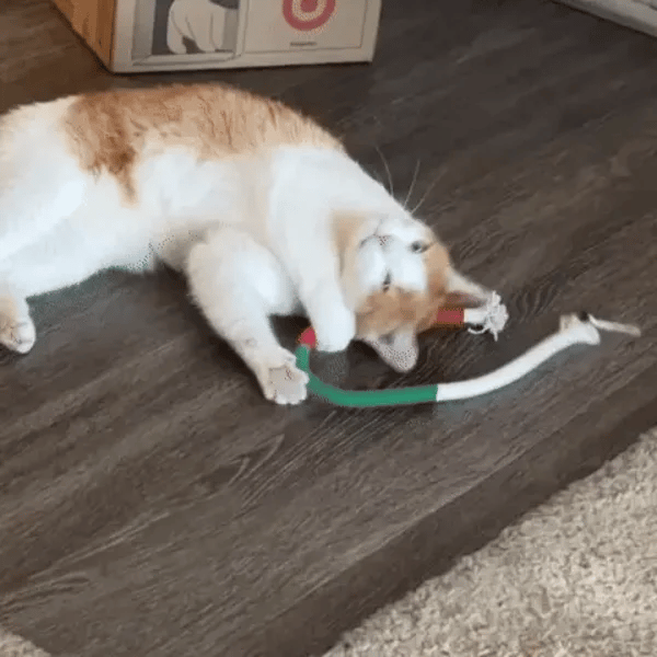 3 + 3 GRATIS HEUTE  KittyKnot™ 