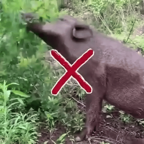 50% OFF TEMPORÄR  SolGuard™