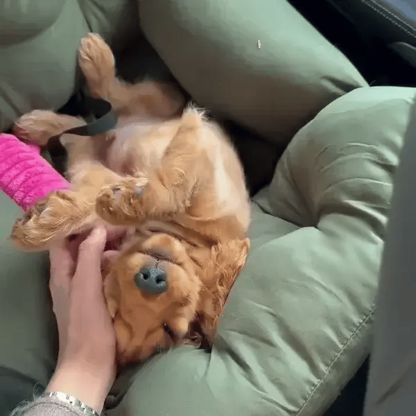 50% OFF TEMPORÄR  PawLounger™