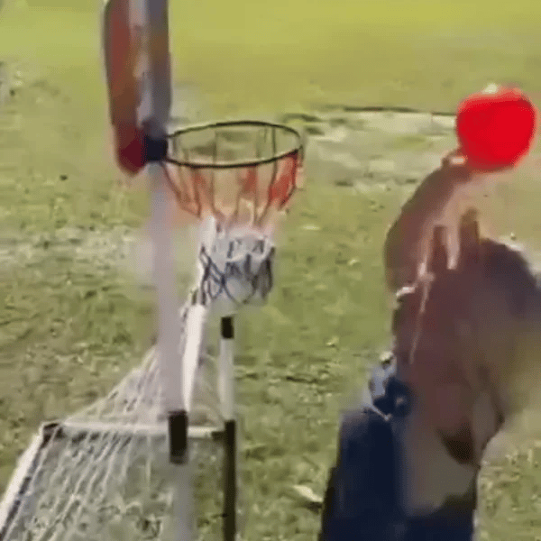 50% OFF TEMPORÄR  HoopKick™ 