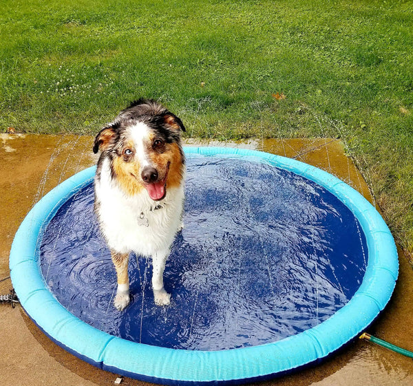 50% RABATT TEMPORÄR  PawSplash™