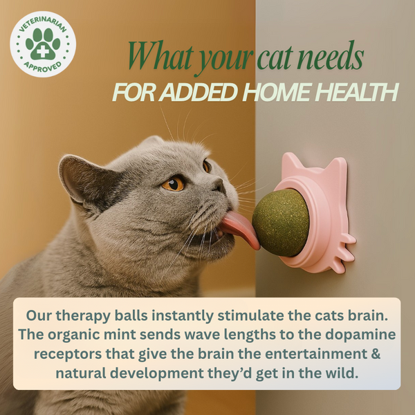 1 + 1 GRATIS HEUTE  Calmew™