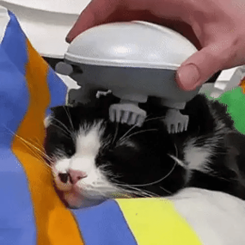 50% OFF TEMPORÄR  PawZen™