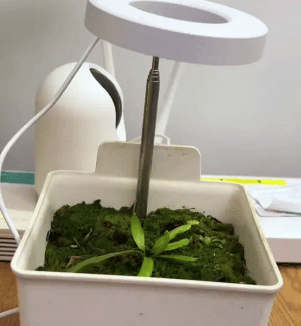 50% OFF TEMPORÄR  LumiSprout™