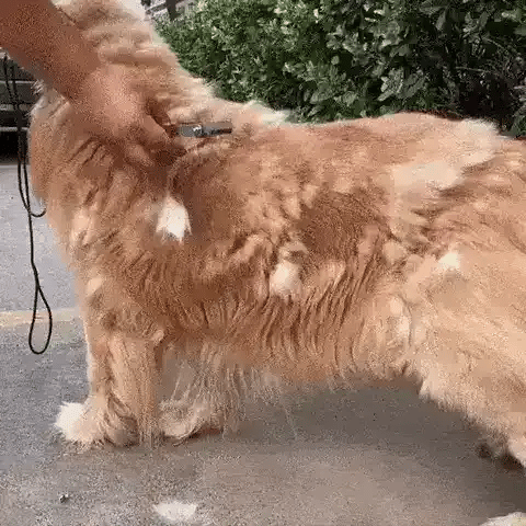 50% OFF TEMPORÄR  FurSweep™