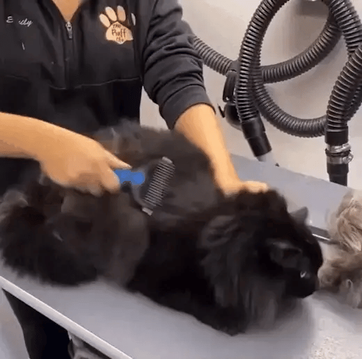 50% OFF TEMPORÄR  FurSweep™