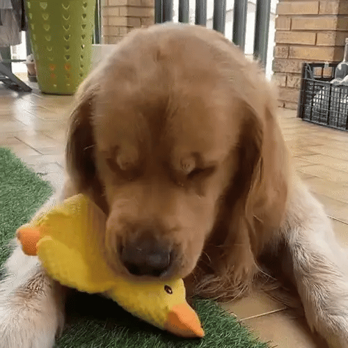 50% OFF TEMPORÄR  TuffDuck™