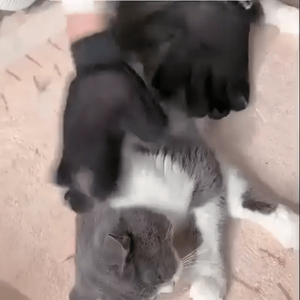 1 + 1 GRATIS HEUTE  VelvaPet™ 