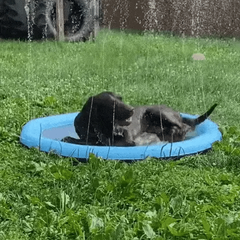 50% RABATT TEMPORÄR  PawSplash™
