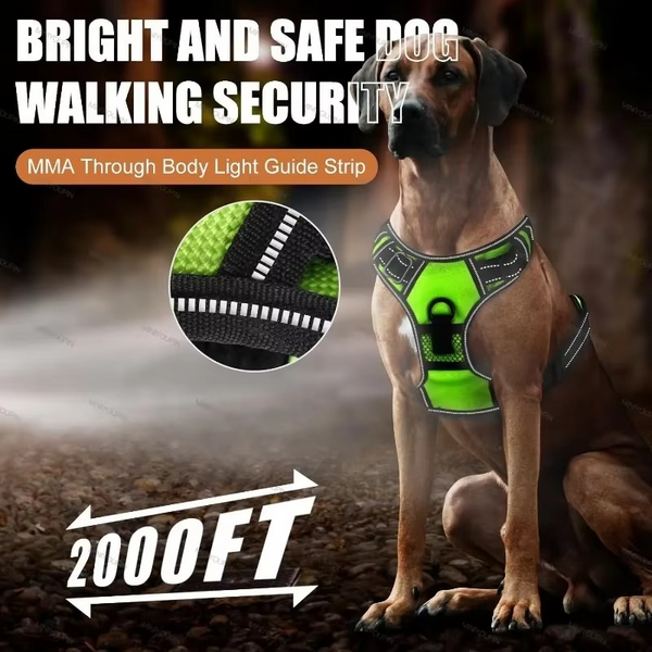 50% OFF TEMPORÄR | GloLeash™