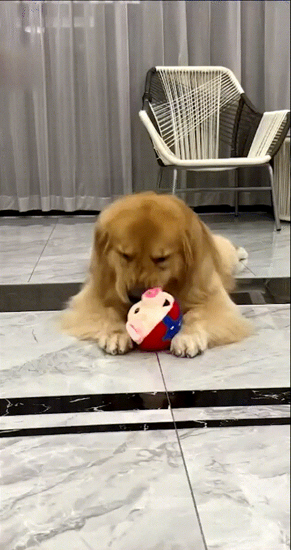 50% OFF TEMPORÄR  BouncePal™