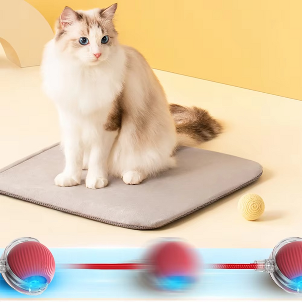 1 + 1 GRATIS HEUTE  WhirlPaw™