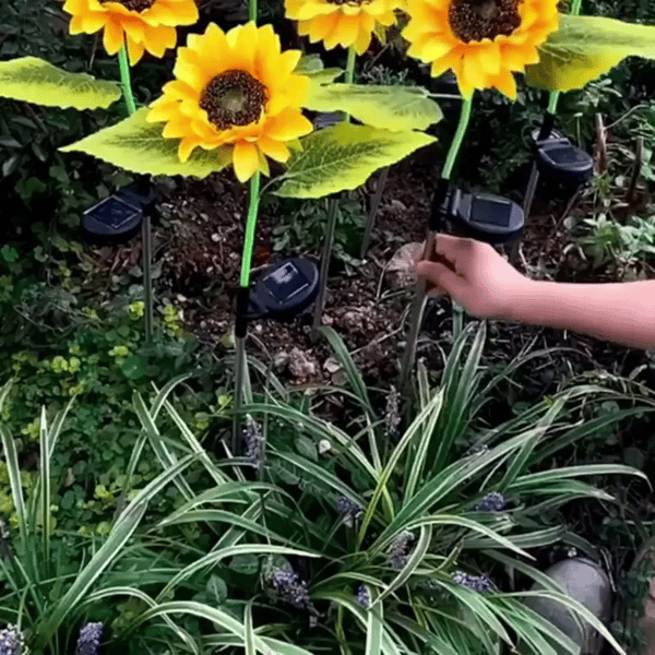 1 + 1 GRATIS HEUTE  SolarBloom™
