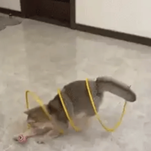 50% OFF TEMPORÄR  PurrSpiral™