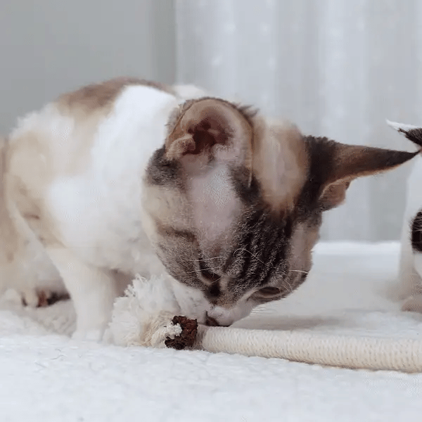 3 + 3 GRATIS HEUTE  KittyKnot™ 