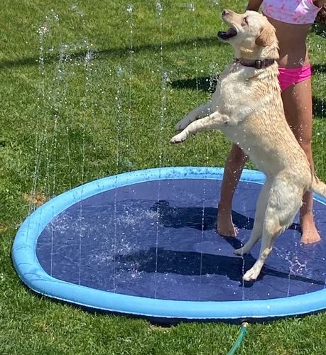 50% RABATT TEMPORÄR  PawSplash™