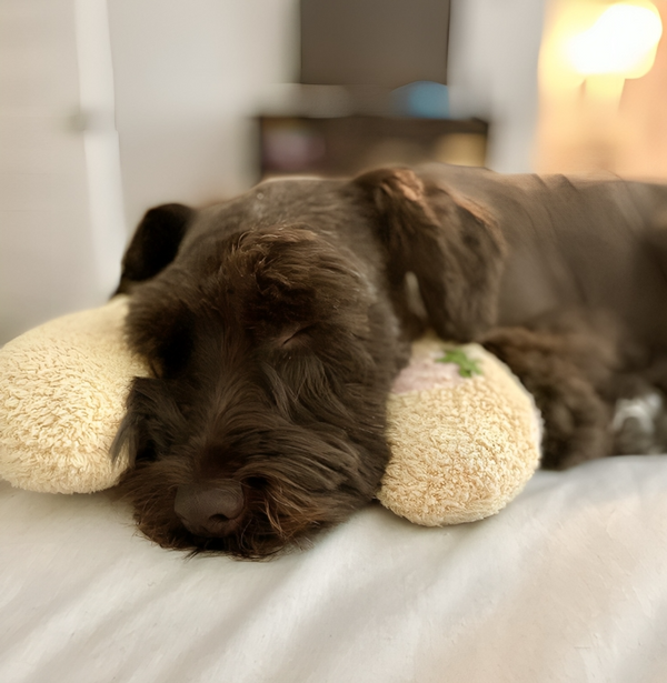 CuddlePaws™ | Orthopädisches Halbmondkissen für Haustiere