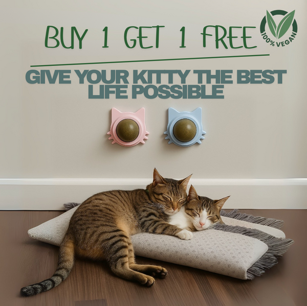 1 + 1 GRATIS HEUTE | Calmew™