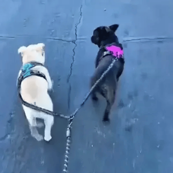 50% OFF TEMPORÄR  PowerLeash™