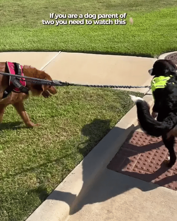 50% OFF TEMPORÄR  PowerLeash™