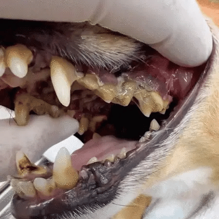 OraPet™ - Gesunde Zähne und Zahnfleisch mit dem Pet Dental Spray! - ByCheri